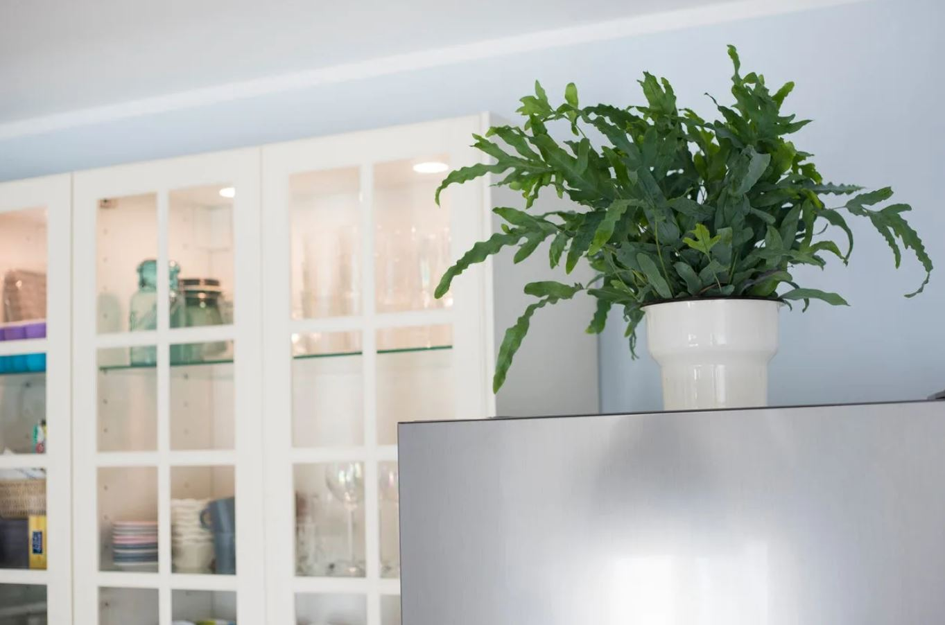 Đừng đặt c&acirc;y ở 5 vị tr&iacute; n&agrave;y trong nh&agrave; để tr&aacute;nh rước họa - Ảnh 2.