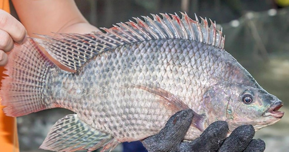 C&aacute; r&ocirc; phi Việt Nam 'l&agrave;m mưa l&agrave;m gi&oacute;' ở nhiều nước - Ảnh 1.