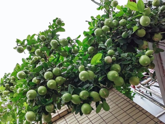 4 loại cây nên trồng tại ban công trong năm Bính Ngọ tăng vượng khí, giúp trường thọ- Ảnh 1.