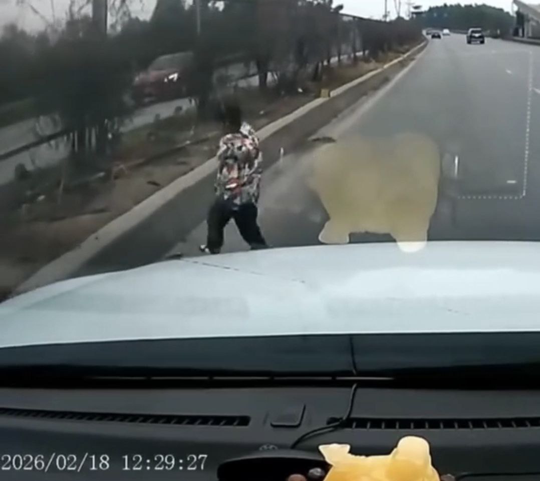 Clip gây phẫn nộ: Bé trai chạy băng qua cao tốc, ô tô phanh “cháy bánh”, cha mẹ thản nhiên, không nói nổi 1 câu xin lỗi - Ảnh 1.