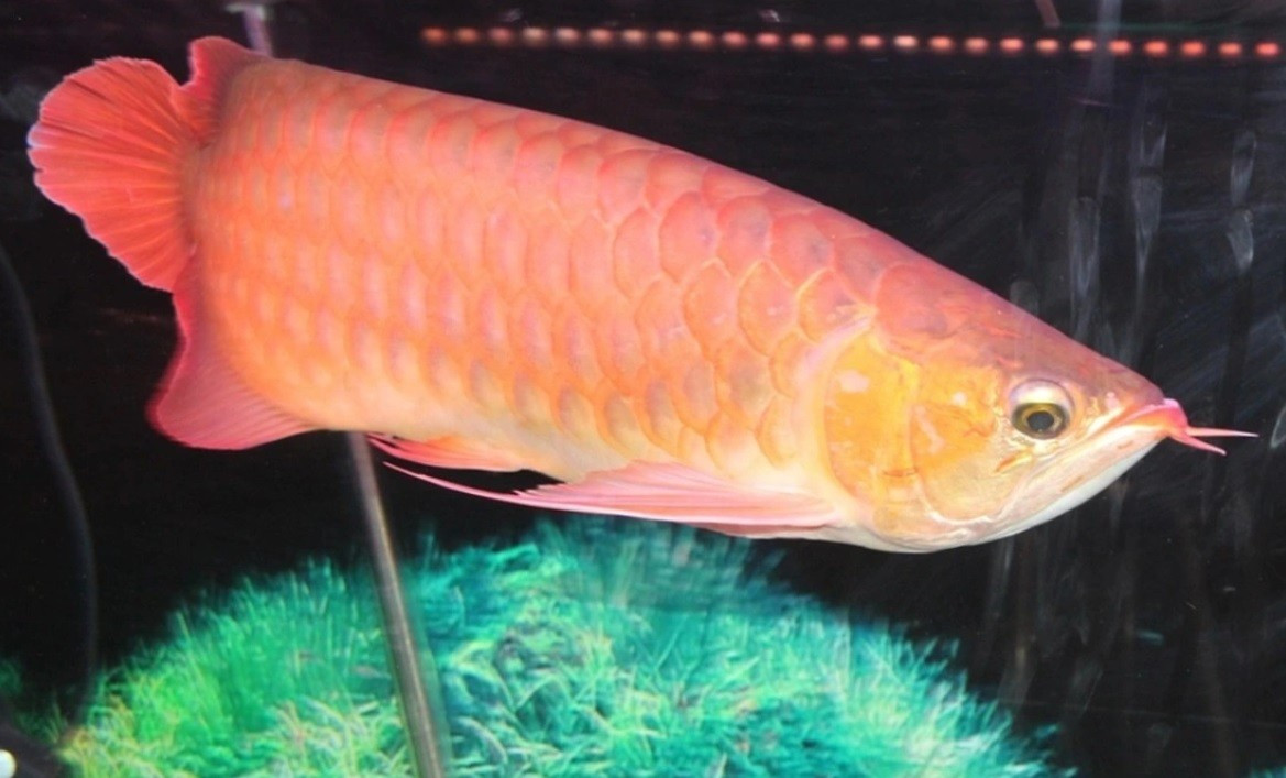 Ăn trứng cá rồng, 13 người ở Thanh Hóa nhập viện 19 caong 1771640881024 17716408814571356299185