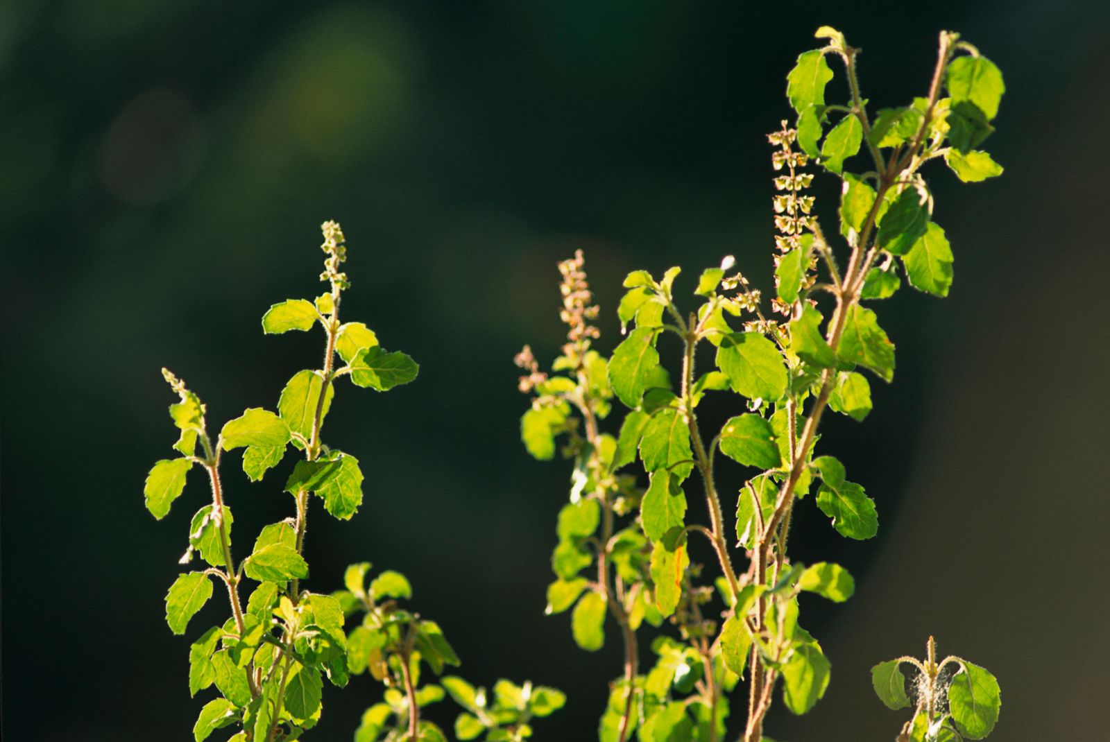 7 loại c&acirc;y mang lại may mắn v&agrave; thịnh vượng, n&ecirc;n trồng trong nh&agrave; dịp năm mới - Ảnh 1.