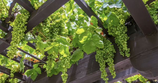 C&acirc;y lan &yacute; &ldquo;rất sợ&rdquo; vị tr&iacute; n&agrave;y trong nh&agrave;, biết tr&aacute;nh th&igrave; c&acirc;y bung hoa rực rỡ, xanh tốt quanh năm - Ảnh 2.