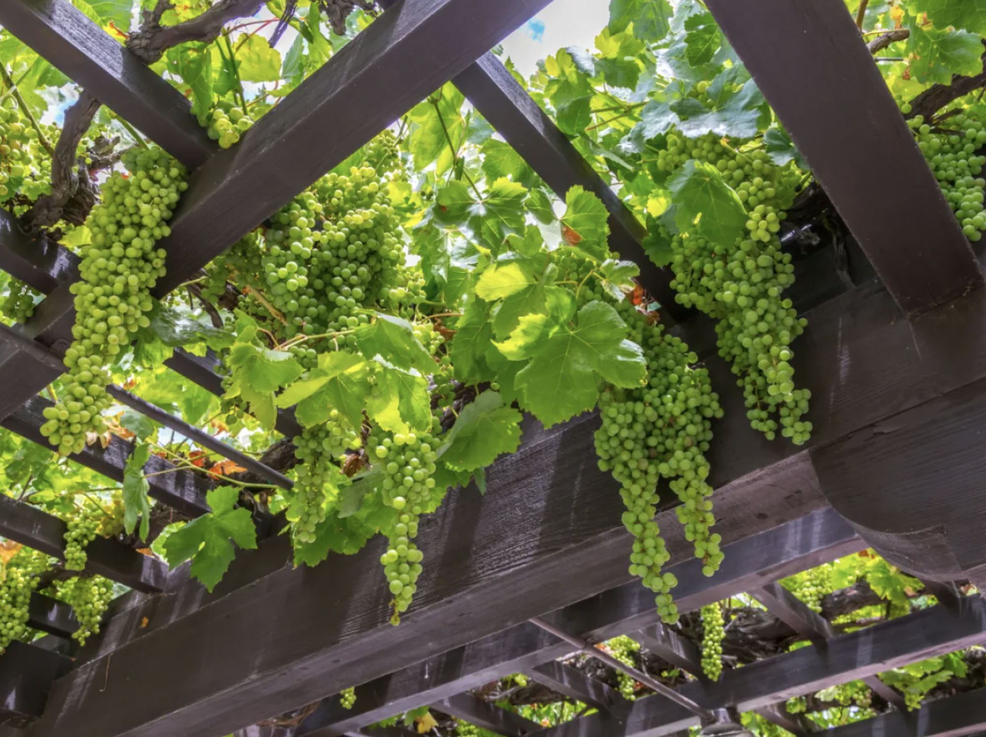 3 loại cây nên trồng trước cổng nhà năm Bính Ngọ để đón tài lộc, vượng khí 20 3 loại cây nên trồng trước cổng nhà năm Bính Ngọ để đón tài lộc, vượng khí - Ảnh 2.