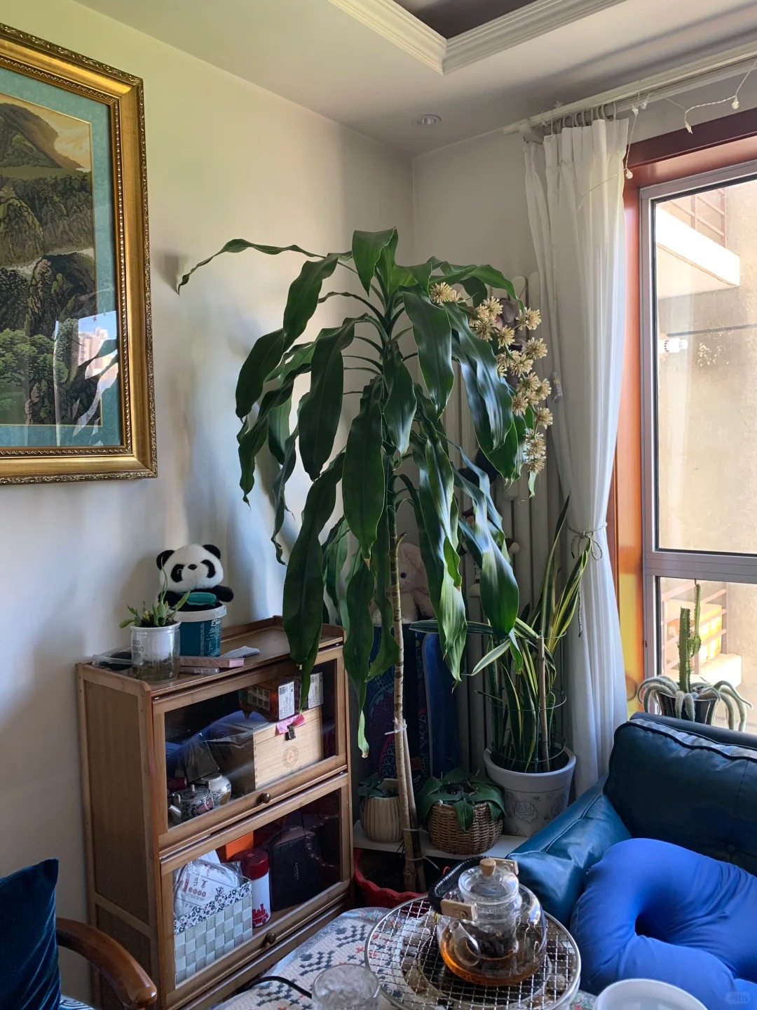 Trồng thiết mộc lan đ&oacute;n hưng vượng: Hoa nở mang lại vận may - Ảnh 9.