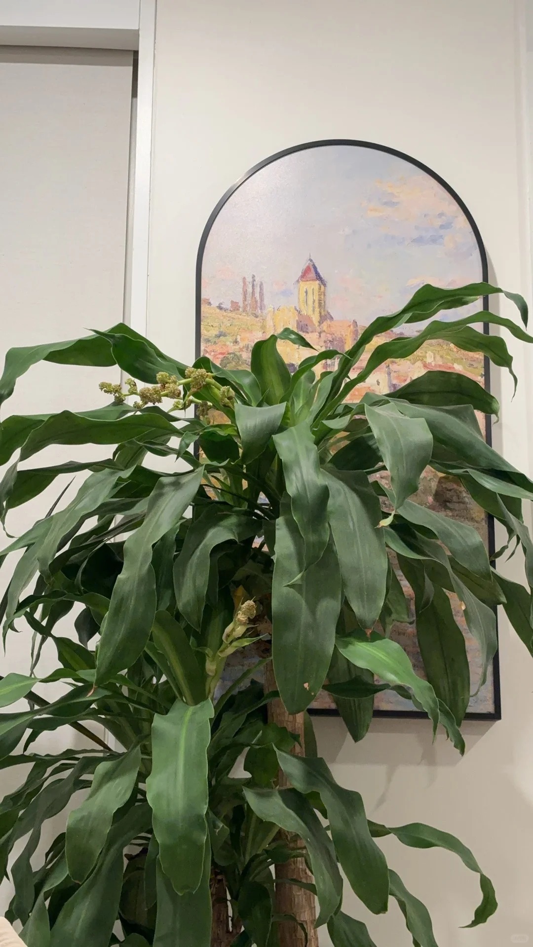 Trồng thiết mộc lan đ&oacute;n hưng vượng: Hoa nở mang lại vận may - Ảnh 5.