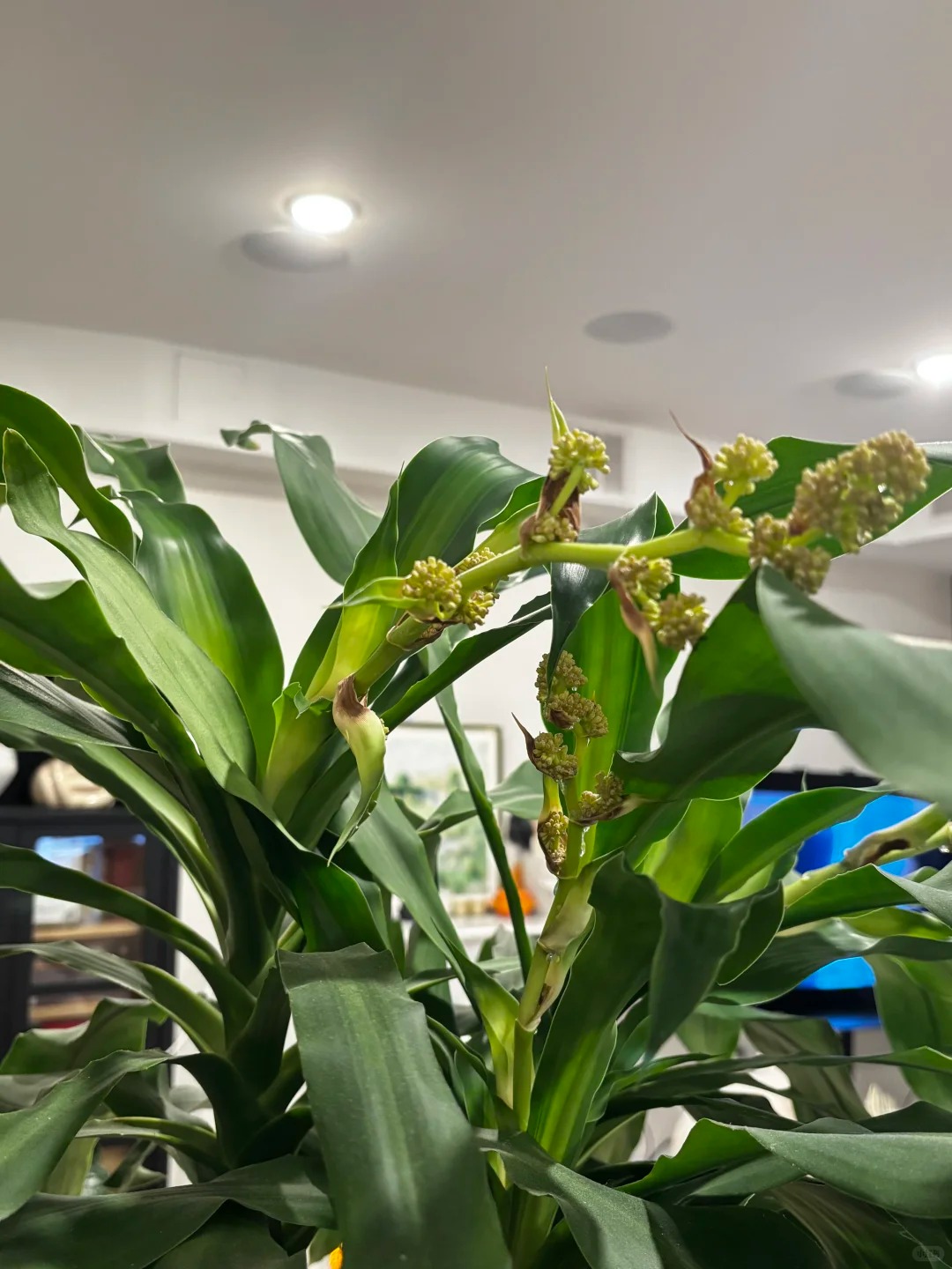 Trồng thiết mộc lan đ&oacute;n hưng vượng: Hoa nở mang lại vận may - Ảnh 6.