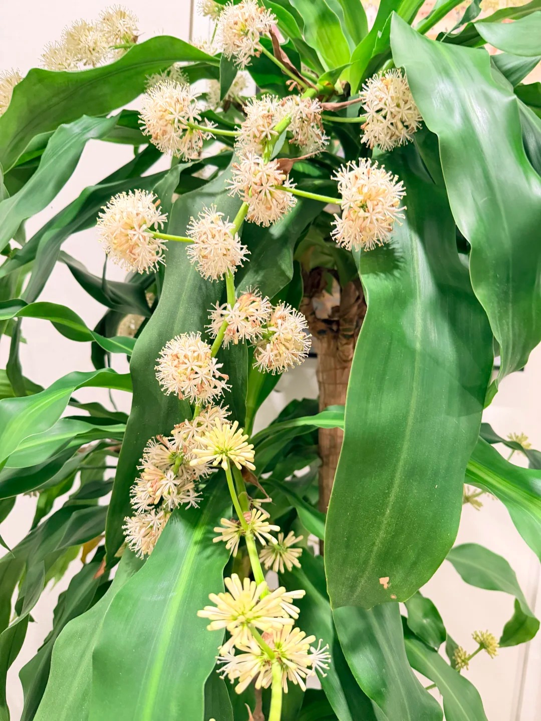 Trồng thiết mộc lan đ&oacute;n hưng vượng: Hoa nở mang lại vận may - Ảnh 7.