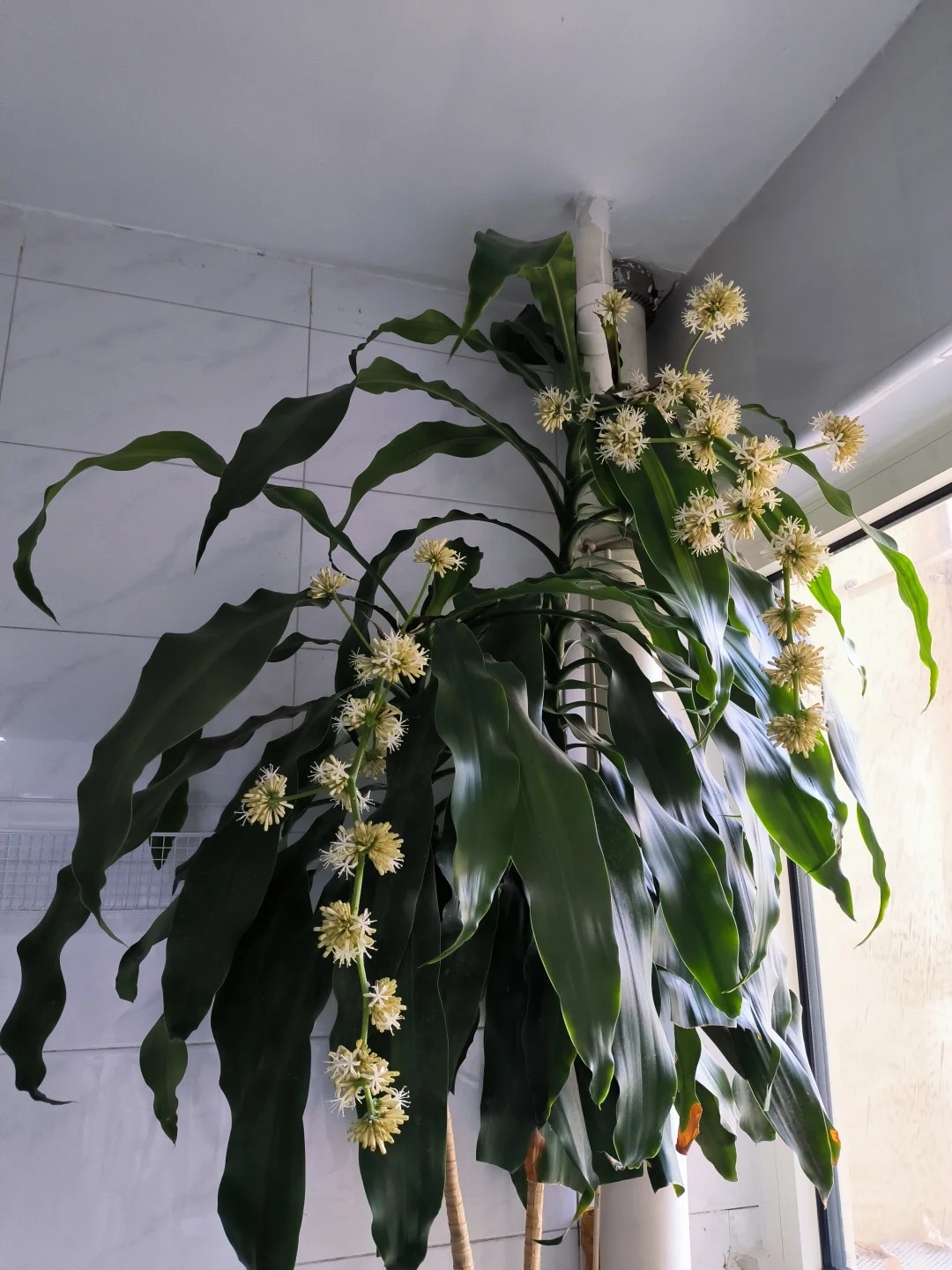 Trồng thiết mộc lan đ&oacute;n hưng vượng: Hoa nở mang lại vận may - Ảnh 8.