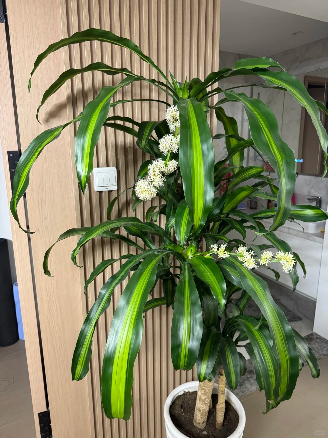 Trồng thiết mộc lan đ&oacute;n hưng vượng: Hoa nở mang lại vận may - Ảnh 10.