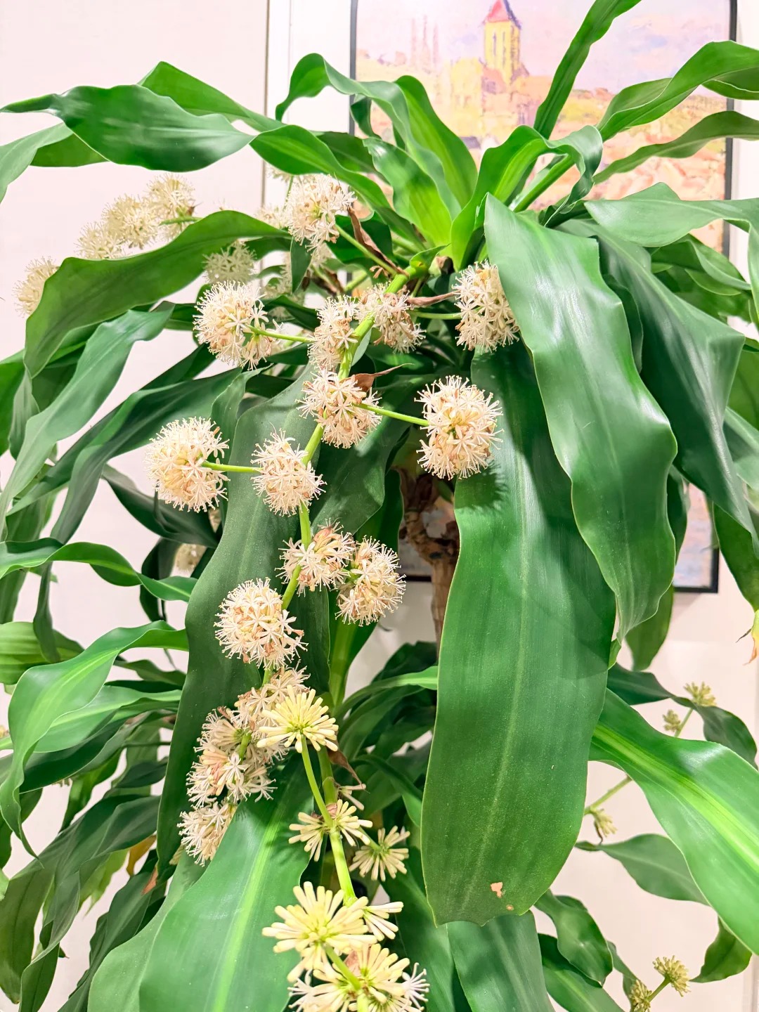 Trồng thiết mộc lan đ&oacute;n hưng vượng: Hoa nở mang lại vận may - Ảnh 2.