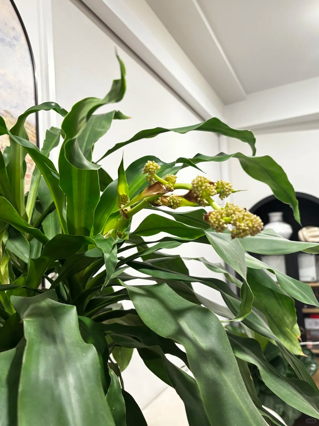 Trồng thiết mộc lan đ&oacute;n hưng vượng: Hoa nở mang lại vận may - Ảnh 3.