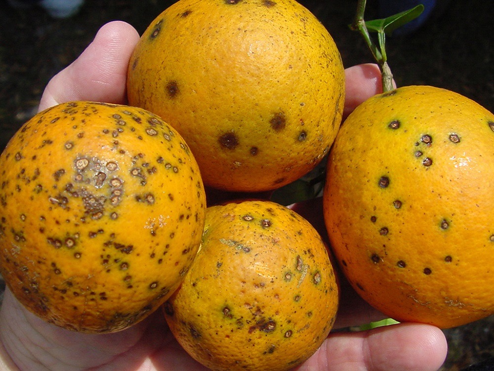 Qua m&ugrave;ng 7 Tết: 3 thứ tr&ecirc;n b&agrave;n thờ n&ecirc;n thay ngay kẻo bề tr&ecirc;n giận dữ, dễ xui cả năm  - Ảnh 3.