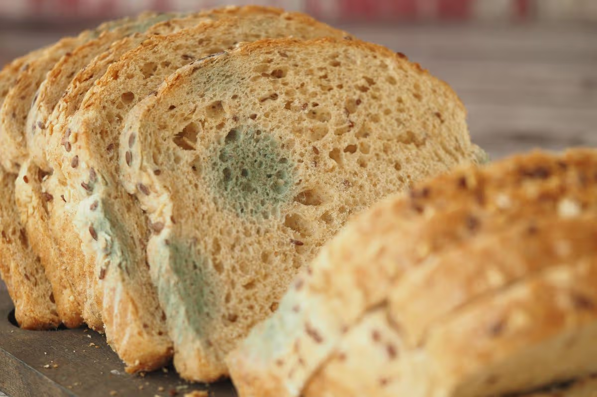 Ăn b&aacute;nh m&igrave; mốc c&oacute; sao kh&ocirc;ng? 3 chuy&ecirc;n gia l&ecirc;n tiếng, c&acirc;u trả lời khiến nhiều người r&ugrave;ng m&igrave;nh - Ảnh 1.