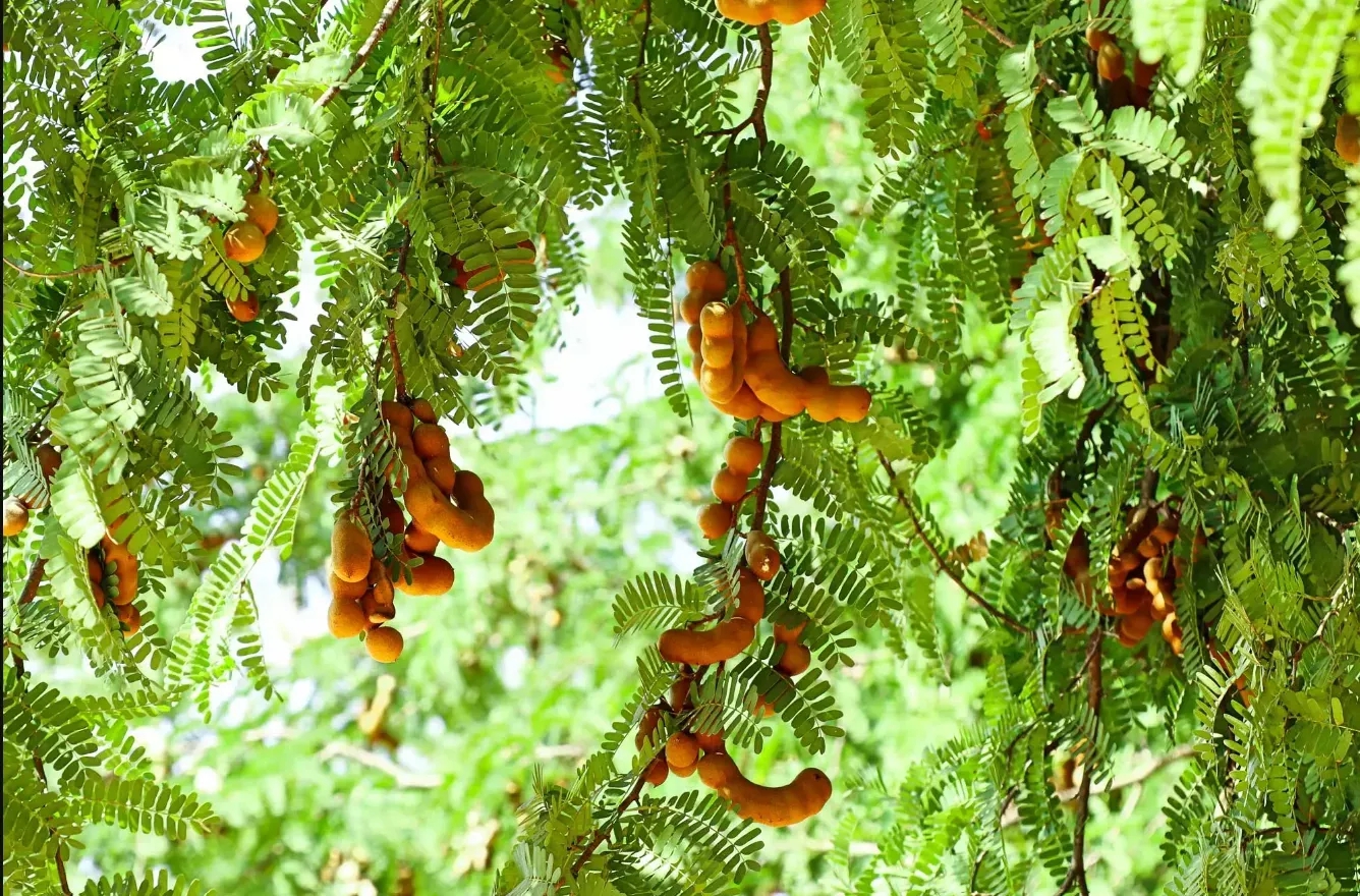 5 loại cây mang lại xui xẻo, không nên trồng trong nhà - Ảnh 1.