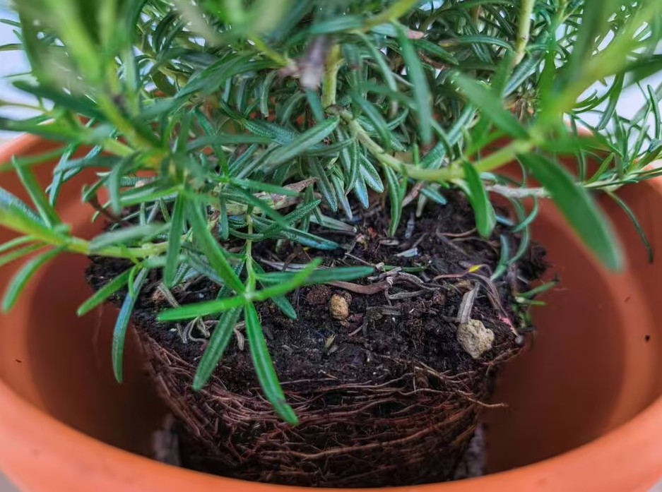 Sai lầm khi trồng c&acirc;y trong chậu khiến c&acirc;y nhanh chết: Người mới rất dễ mắc phải - Ảnh 2.