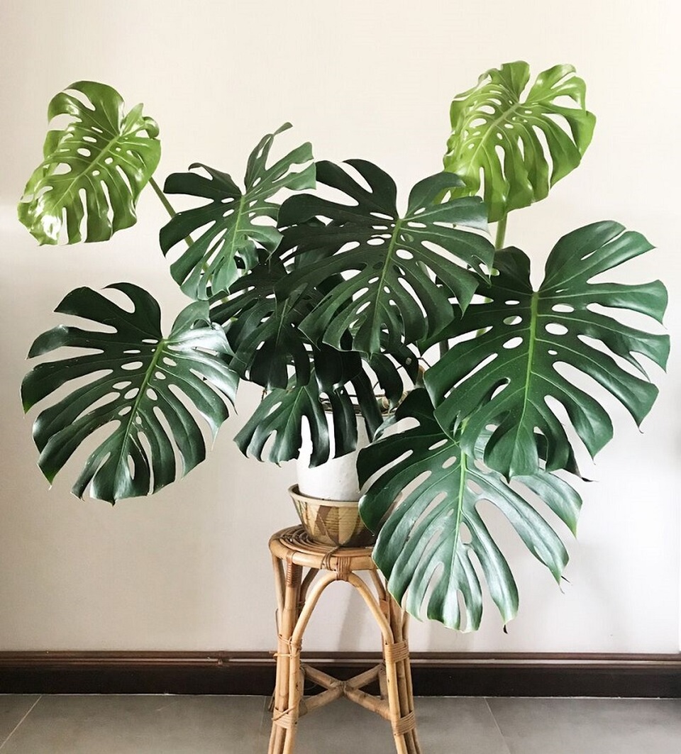 5 loại c&acirc;y gi&uacute;p cải thiện t&acirc;m trạng, l&agrave;m bừng s&aacute;ng kh&ocirc;ng gian sống: Rất n&ecirc;n trồng trong nh&agrave; dịp đầu năm - Ảnh 5.