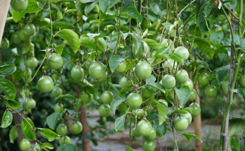 'Tin vui 500 triệu USD' từ ch&acirc;u &Acirc;u vừa b&aacute;o về - Ảnh 1.