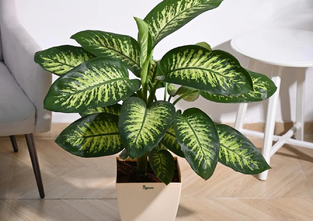 Đừng trồng 3 loại c&acirc;y n&agrave;y trong nh&agrave; - Ảnh 1.