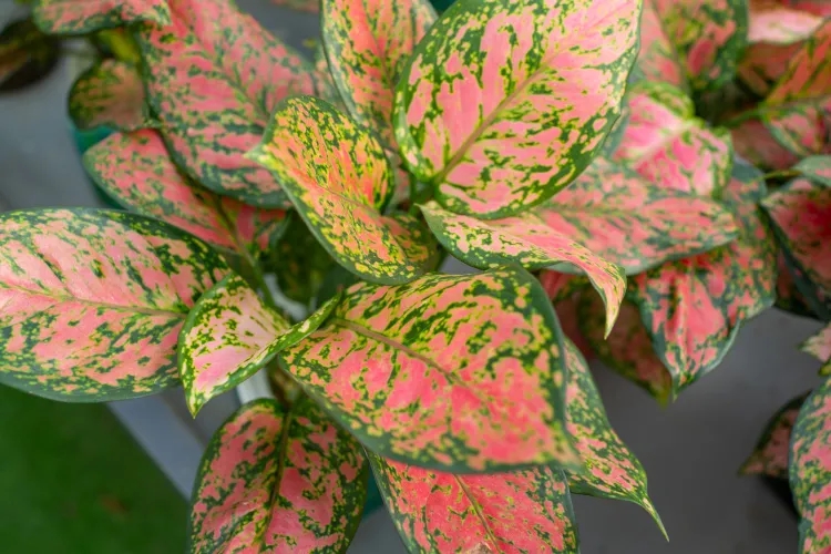 5 loại c&acirc;y gi&uacute;p cải thiện t&acirc;m trạng, l&agrave;m bừng s&aacute;ng kh&ocirc;ng gian sống: Rất n&ecirc;n trồng trong nh&agrave; dịp đầu năm - Ảnh 4.