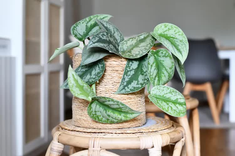 5 loại c&acirc;y gi&uacute;p cải thiện t&acirc;m trạng, l&agrave;m bừng s&aacute;ng kh&ocirc;ng gian sống: Rất n&ecirc;n trồng trong nh&agrave; dịp đầu năm - Ảnh 3.