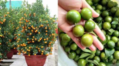 Chớ dại m&agrave; tận dụng những thứ n&agrave;y sau Tết kẻo ngộ độc, rước họa v&agrave;o th&acirc;n - Ảnh 3.