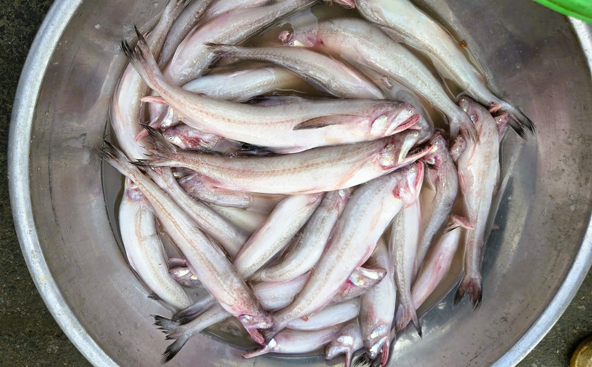 - Ảnh 1. - Ảnh 1.