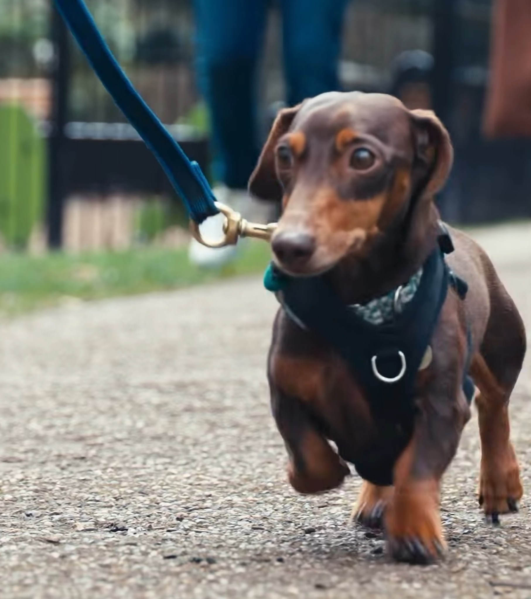 Cầu thủ b&oacute;ng đ&aacute; chi 35 triệu/tuần thu&ecirc; người "dạy bảo" ch&uacute; ch&oacute; cưng hung hăng chỉ trực lao v&agrave;o cắn người - Ảnh 2.