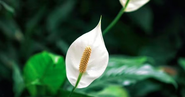 5 loại c&acirc;y n&ecirc;n được gieo trồng ngay b&acirc;y giờ - Ảnh 4.