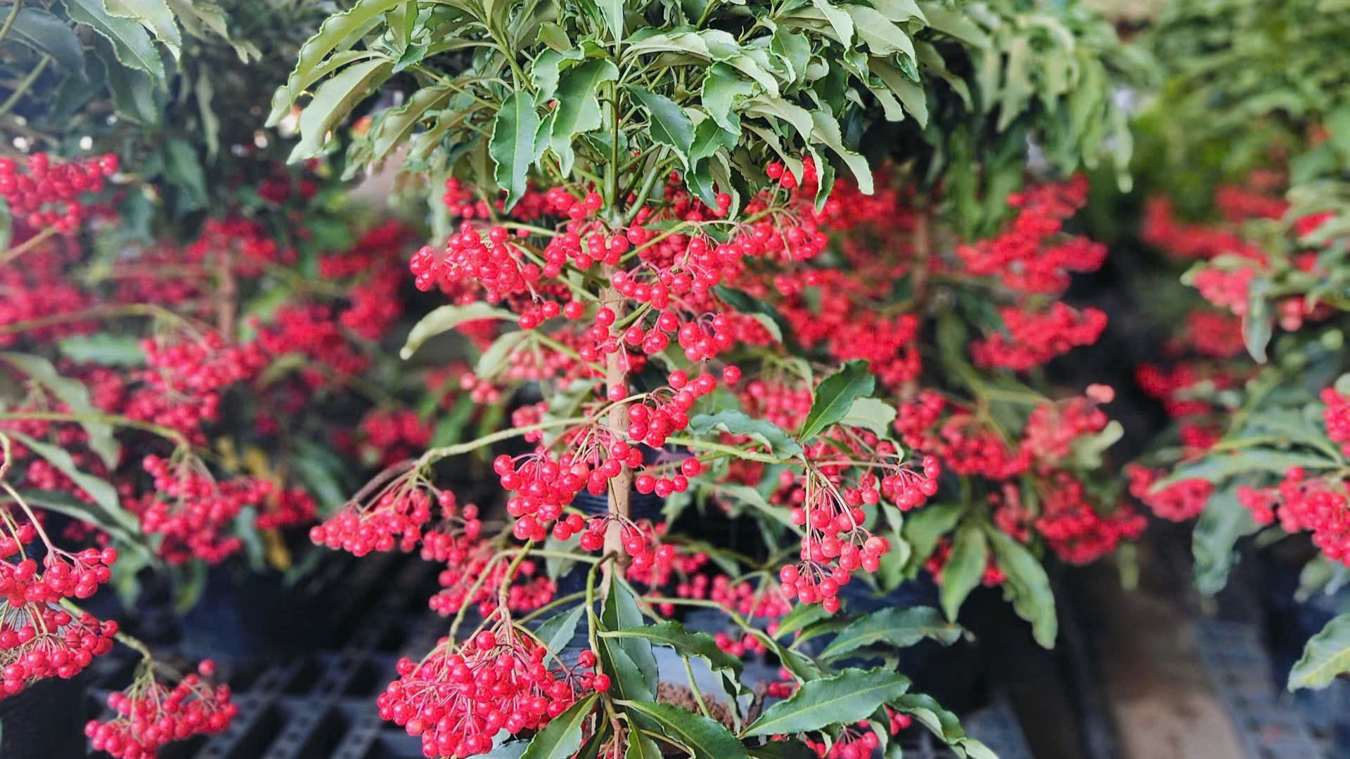 5 loại c&acirc;y n&ecirc;n trồng trong nh&agrave; v&agrave;o ng&agrave;y v&iacute;a Thần T&agrave;i- Ảnh 4.