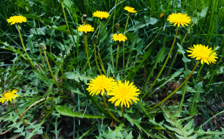 Loại cỏ dại nhưng được coi l&agrave; &ldquo;nữ ho&agrave;ng thảo dược&rdquo;, pha nước uống c&oacute; loạt c&ocirc;ng dụng khiến nhiều người bất ngờ- Ảnh 1.