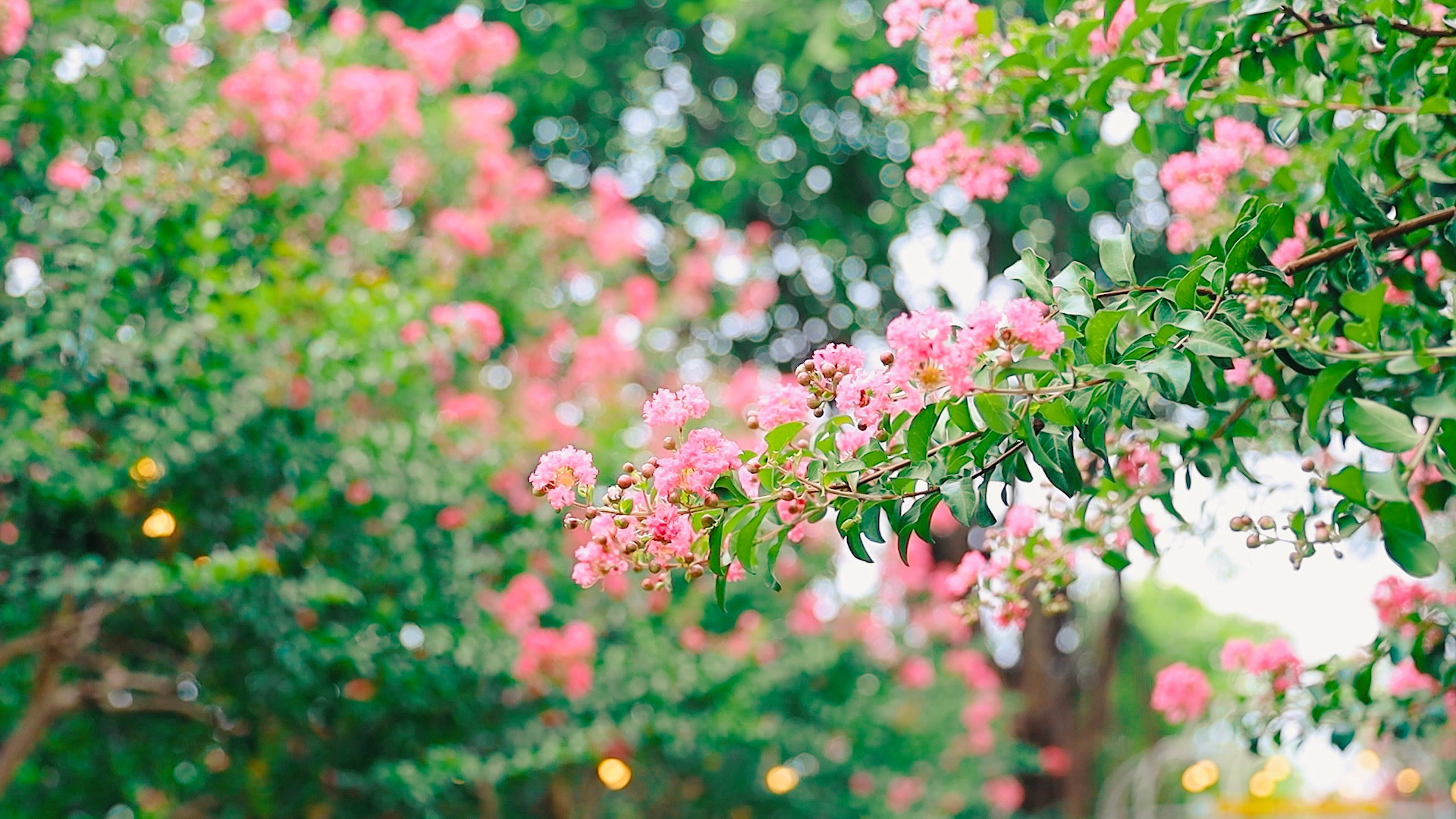 5 loại c&acirc;y n&ecirc;n trồng trong nh&agrave; v&agrave;o ng&agrave;y v&iacute;a Thần T&agrave;i- Ảnh 3.