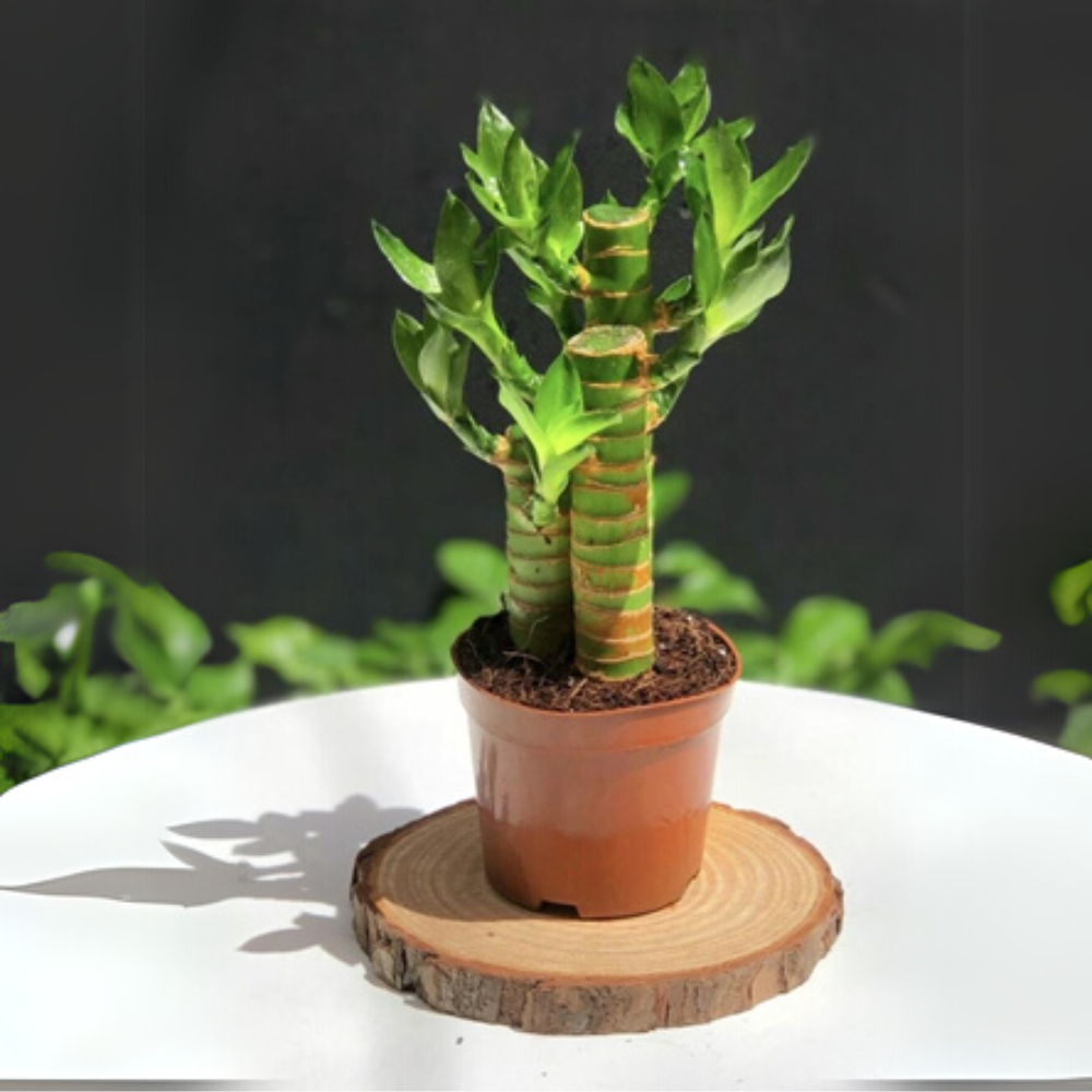 5 loại c&acirc;y n&ecirc;n trồng trong nh&agrave; v&agrave;o ng&agrave;y v&iacute;a Thần T&agrave;i- Ảnh 5.