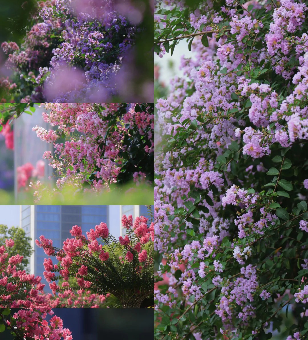 D&ugrave; gi&agrave;u hay ngh&egrave;o, trước khi trồng c&acirc;y trong s&acirc;n h&atilde;y nhớ 3 điều n&ecirc;n l&agrave;m - 4 điều tuyệt đối tr&aacute;nh để khỏi &ldquo;rước&rdquo; rắc rối về nh&agrave;- Ảnh 3.