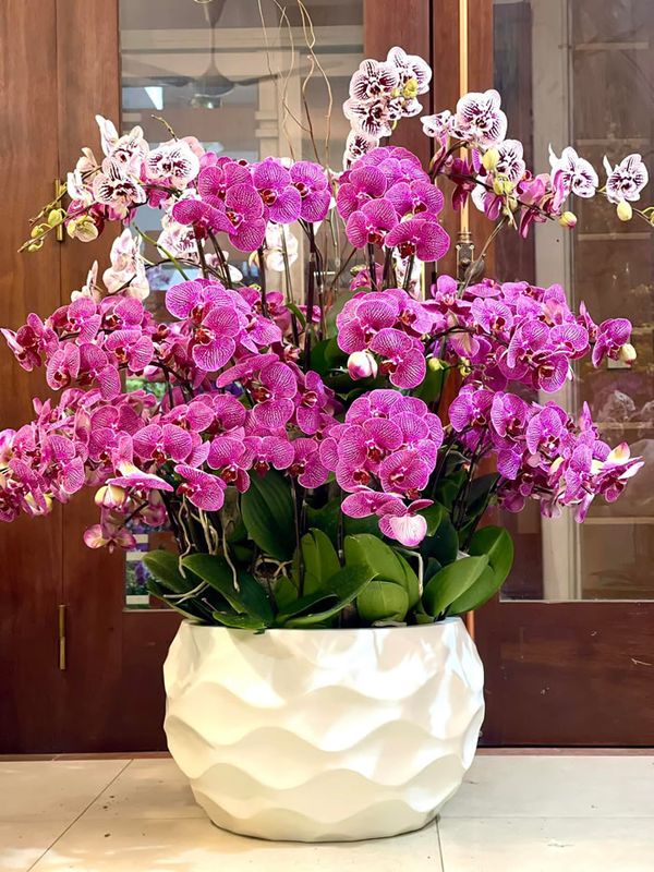 Cảnh báo đặc biệt tới các gia đình đang bày lan ngày Tết - Ảnh 1.