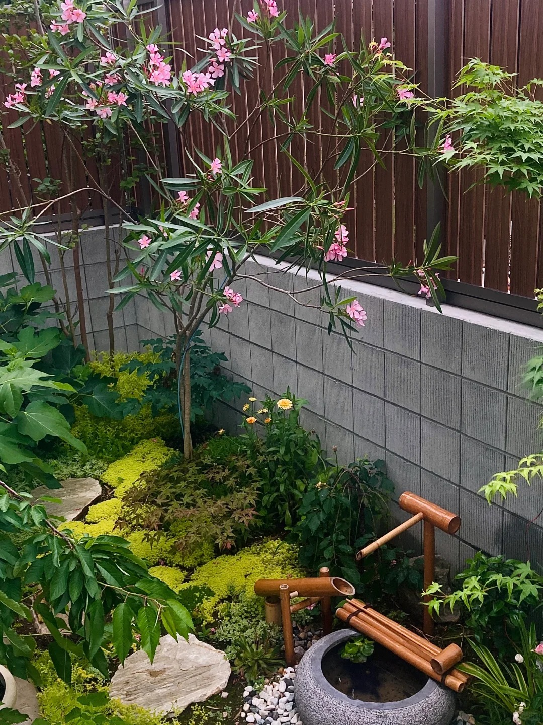 D&ugrave; gi&agrave;u hay ngh&egrave;o, trước khi trồng c&acirc;y trong s&acirc;n h&atilde;y nhớ 3 điều n&ecirc;n l&agrave;m - 4 điều tuyệt đối tr&aacute;nh để khỏi &ldquo;rước&rdquo; rắc rối về nh&agrave;- Ảnh 2.