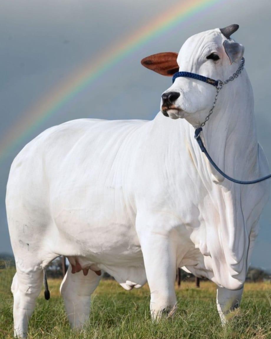 Đây là con bò đắt nhất thế giới với trọng lượng hơn 1 tấn và có giá hơn 4 triệu USD- Ảnh 3. Đây là con bò đắt nhất thế giới với trọng lượng hơn 1 tấn và có giá hơn 4 triệu USD- Ảnh 3.