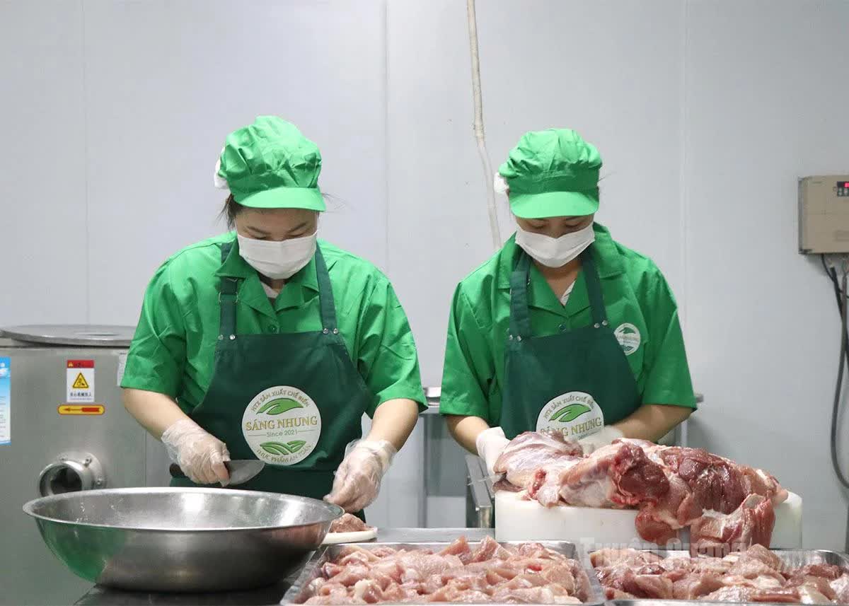 Gi&aacute;m đốc ở Tuy&ecirc;n Quang cho một thứ đặc biệt v&agrave;o thức ăn nu&ocirc;i heo, gi&uacute;p HTX lọt top 10 doanh thu chăn nu&ocirc;i cả nước - Ảnh 2.