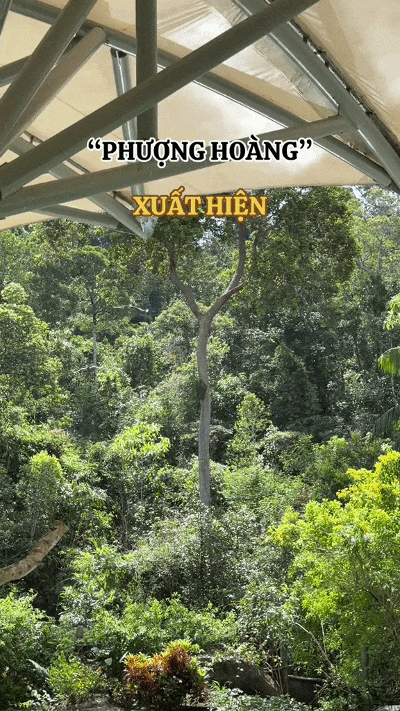 Phượng ho&agrave;ng xuất hiện giữa trời Việt Nam: Nhiều người trầm trồ kh&ocirc;ng tin v&agrave;o mắt m&igrave;nh - Ảnh 1.