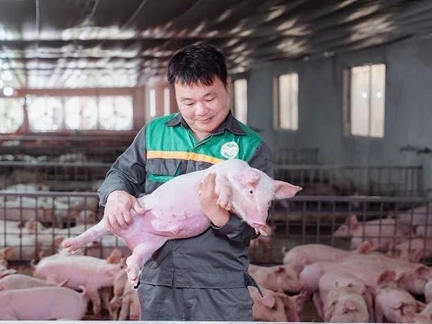 Gi&aacute;m đốc ở Tuy&ecirc;n Quang cho một thứ đặc biệt v&agrave;o thức ăn nu&ocirc;i heo, gi&uacute;p HTX lọt top 10 doanh thu chăn nu&ocirc;i cả nước - Ảnh 1.