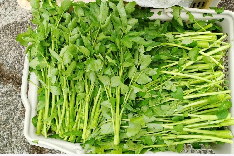 Loại rau "siêu phẩm thế giới", được Mỹ chấm điểm 100/100: Chợ Việt bán la liệt, 15.000đ/mớ - Ảnh 2.