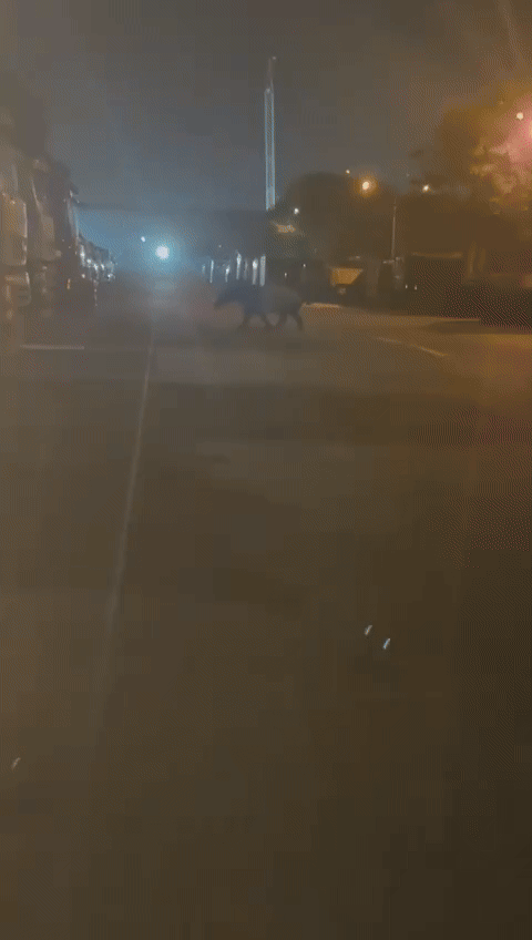 Bắt gặp "quái thú" lững thững giữa bãi xe lúc nửa đêm, chuyên gia nói: Loài duy nhất sống tại châu Á - Ảnh 1.