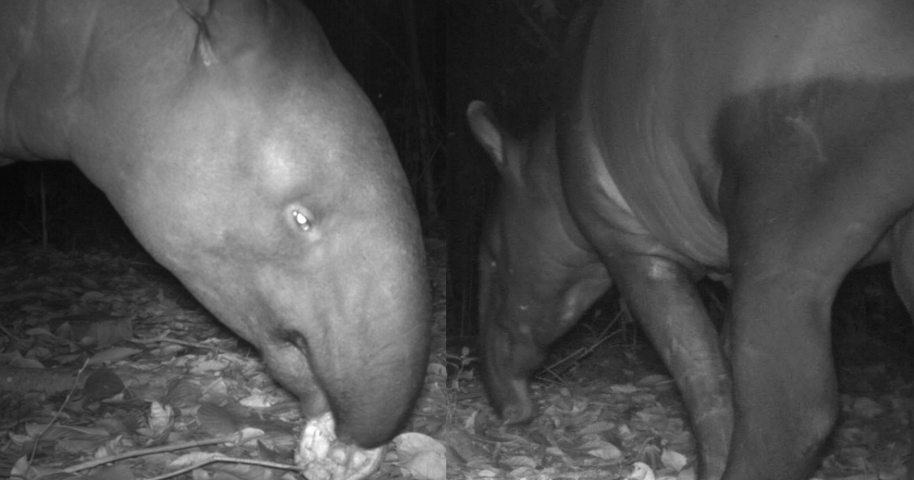 Bắt gặp "quái thú" lững thững giữa bãi xe lúc nửa đêm, chuyên gia nói: Loài duy nhất sống tại châu Á - Ảnh 4.