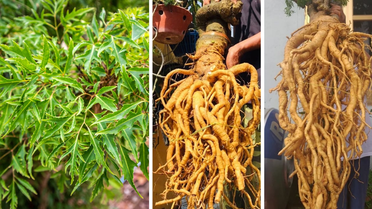 1 lưu ý quan trọng bất cứ ai uống rượu đinh lăng đều phải biết - Ảnh 1.