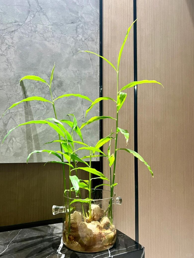 3 loại cây gia vị nên trồng trong năm Bính Ngọ- Ảnh 3.