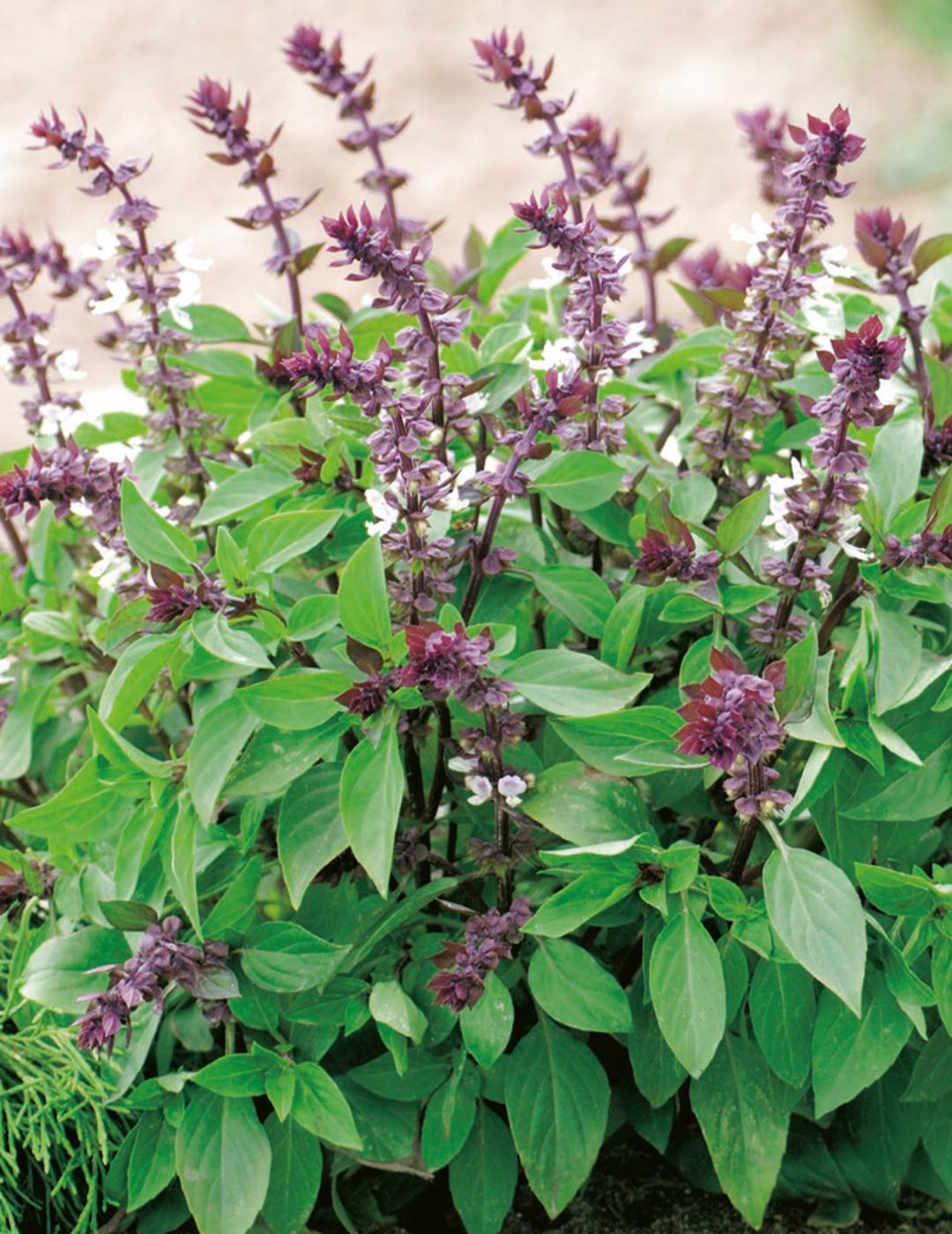 3 loại cây gia vị nên trồng trong năm Bính Ngọ- Ảnh 1.