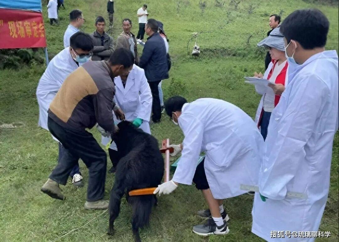 Mất tích 20 năm và từng bị liệt vào danh sách tuyệt chủng, tại sao loài dê này lại đột nhiên xuất hiện? - Ảnh 1.