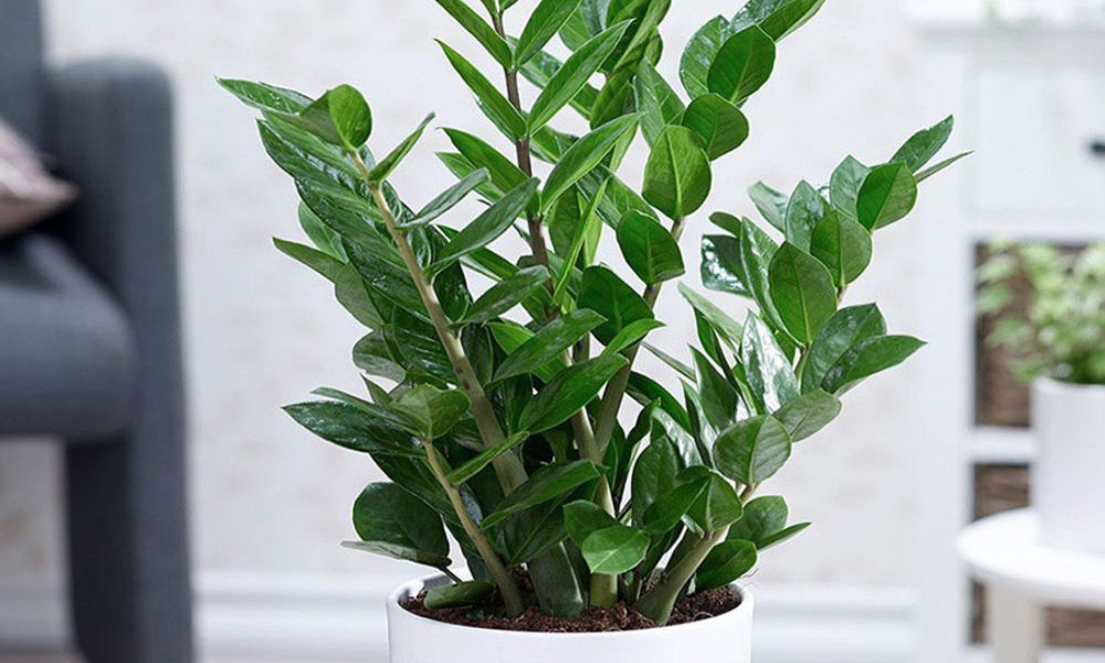 3 loại c&acirc;y n&ecirc;n đặt trong nh&agrave; năm B&iacute;nh Ngọ- Ảnh 1.