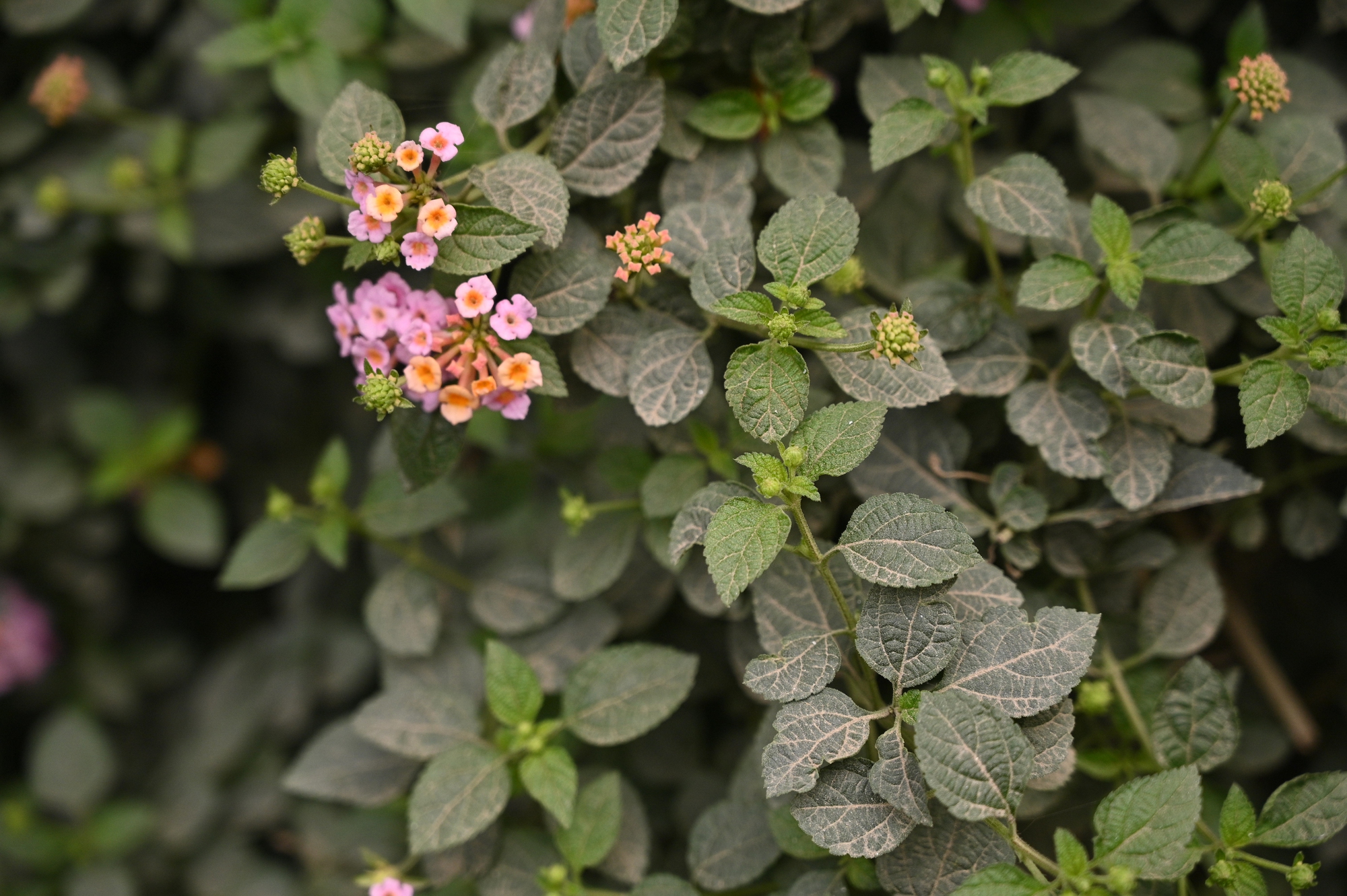 Sát Tết, đường Nguyễn Tuân vẫn ngổn ngang: Người dân Hà Nội "kêu trời" vì bụi mù kèm ùn tắc- Ảnh 12. Sát Tết, đường Nguyễn Tuân vẫn ngổn ngang: Người dân Hà Nội "kêu trời" vì bụi mù kèm ùn tắc- Ảnh 12.