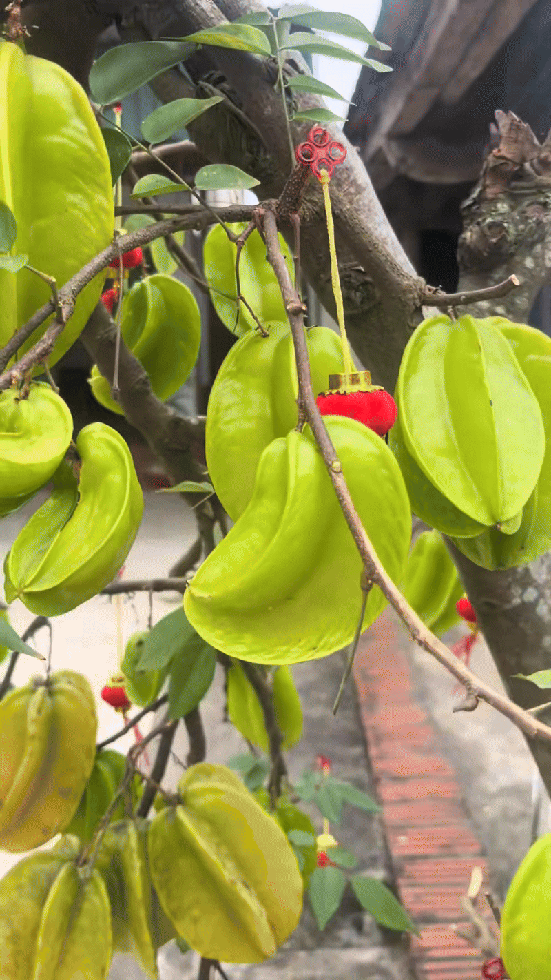 C&acirc;y khế viral TikTok với 3 triệu views, trả 15 triệu chủ nh&agrave; ki&ecirc;n quyết: Kh&ocirc;ng b&aacute;n- Ảnh 2.